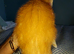 Gingal kittens (GINger x benGAL) x 5