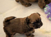 3 x shih Tzu puppies