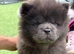 Chow pups ready now papers to hand !!