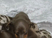Dachshund puppys