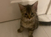 Kittens for sale