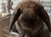 Male Lop bunny & all accessories 50 ONO