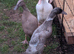 Runner Ducks Females