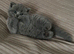 ABSOLUTELY BEAUTIFUL BRITISH BLUE KITTENS 8 WEEKS OLD MUM IS PEDIGREE