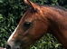Welsh B 2 year old filly.
