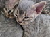 Pedigree TICA Devon Rex Kittens