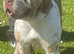 Mastiff x Chunky Rare colours