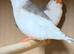 Zebra finches