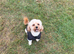 Cavapoo for Stud