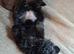Gorgeous mini sheepadoodle puppy