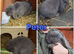 7 Mini lops - waiting list open