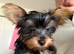 Male and female Yorkshire terrier pups