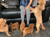 Stunning DEEP RED Toy Poodle puppies