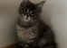 Maine Coon kittens