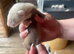 Ferret kits