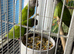 Baby Senegal Glasgow