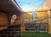 Breeding pair of barn owls over 1 year old
