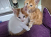 Maine coon kittens