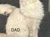 1 Half Persian Kittens left