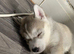 Siberian Husky Puppies