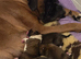 Boxer pups