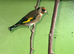 1 pair of Goldfinch