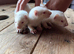Female albinos x3