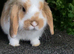 Gorgeous mini lop boys