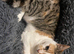 Female cat looking for a home