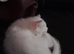 4 month old male kitten