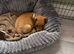 Jack Russell pup for sale