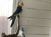 Cockatiels for sale
