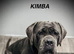 Old English mastiff 2 girls available