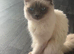 1 year old male ragdoll