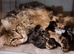 Pedigree Maine Coon Kittens for sale