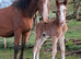 Wpb x ish Filly available at weaning