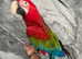 Stunning Lovely Super Tame Talking Greenwing Macaw Parrot