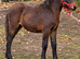 Bay Dartmoor filly