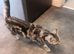 Chinchilla Persian shirt haired female