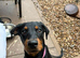 6 month old Rottweiler/doberman bitch