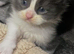Stunning Maine coon Hugh kittens