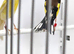 2024 singing goldfinch