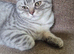 Silver spotted Scottish kittens