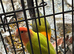 bonded love birds for sale