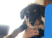 12 week old pup for sale