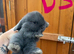 6 Pure Mini Lops Lilac & blue
