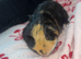 2 male guinea pigs and full set up