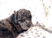 Toy poodle miniature poodle mix puppies absolutely adorable