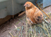 Pekin bantam growers male and female