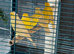 I have 20 sattinett canary’s for sale cocks and hens last years birds